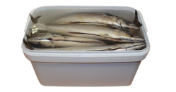 Makrela s hlavou v slanom náleve, vedro (netto 5 kg) Mooijer