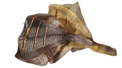 Sušená solená kambala