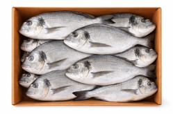 Dorada sušená сса 300–400g