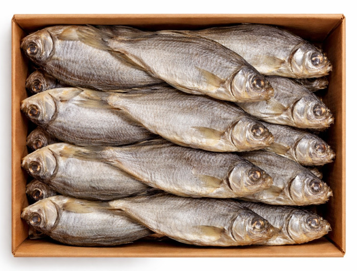 detail Gustera sušená