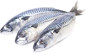 nahlad Makrela s hlavou cca 400g