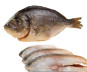 nahlad DORADA UZENÁ cca 500g