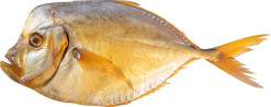 Vomer uzeny cca 500g